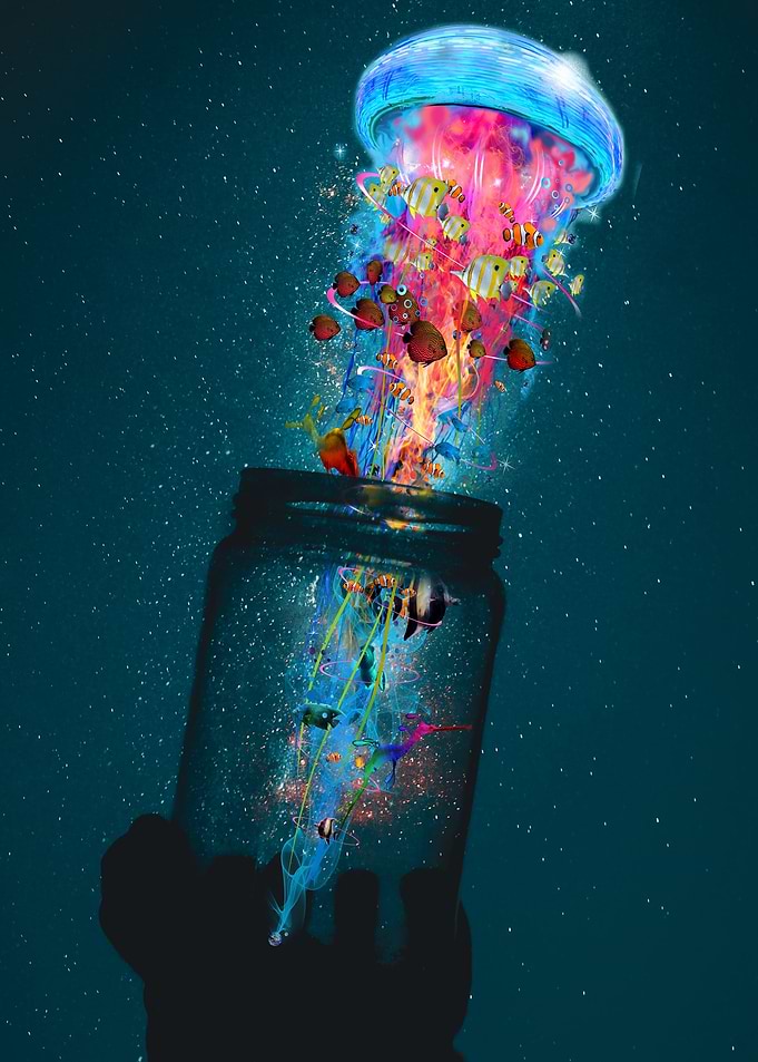 Jellyfish A Jar