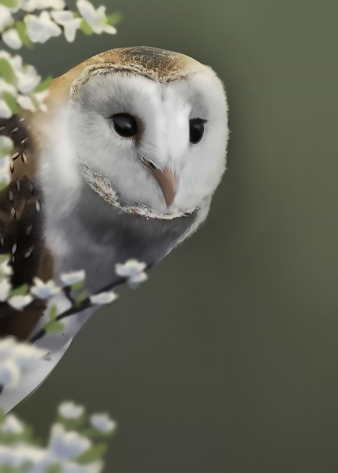 Barn owl