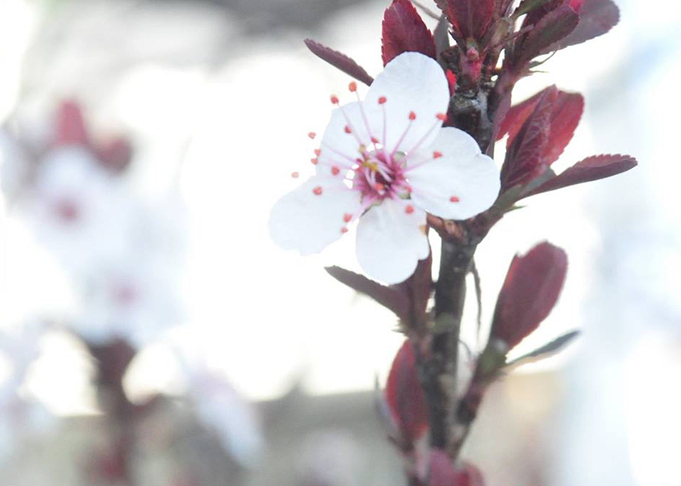 Plum Blossom