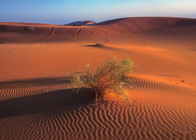 Sahara sand and grass