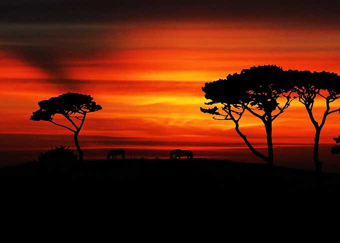 Horses on the hill