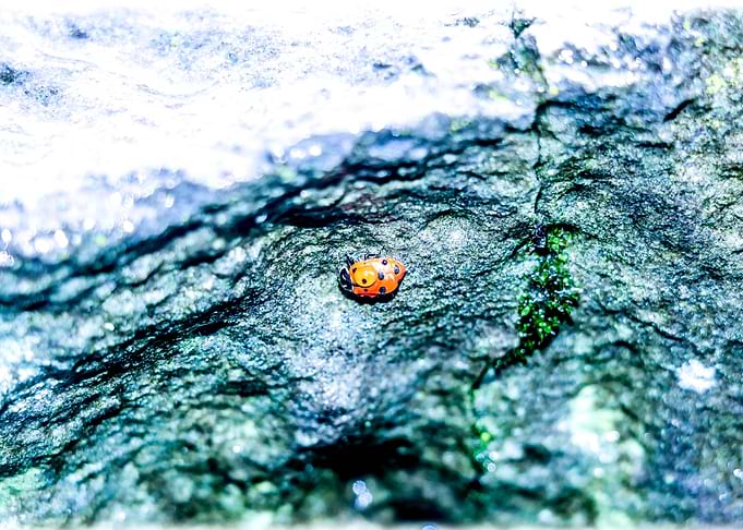 Lady Bug