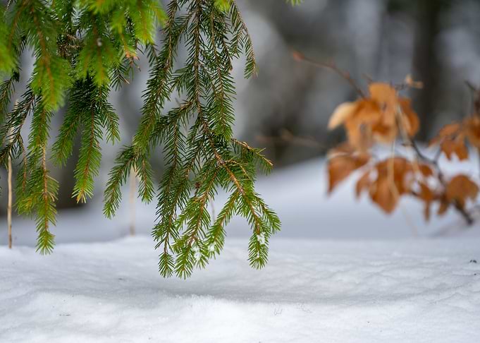 Green pine tree