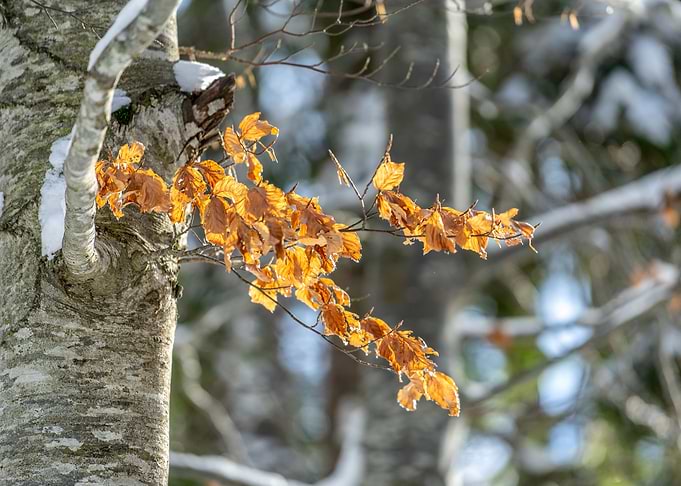 Dry brown leaves