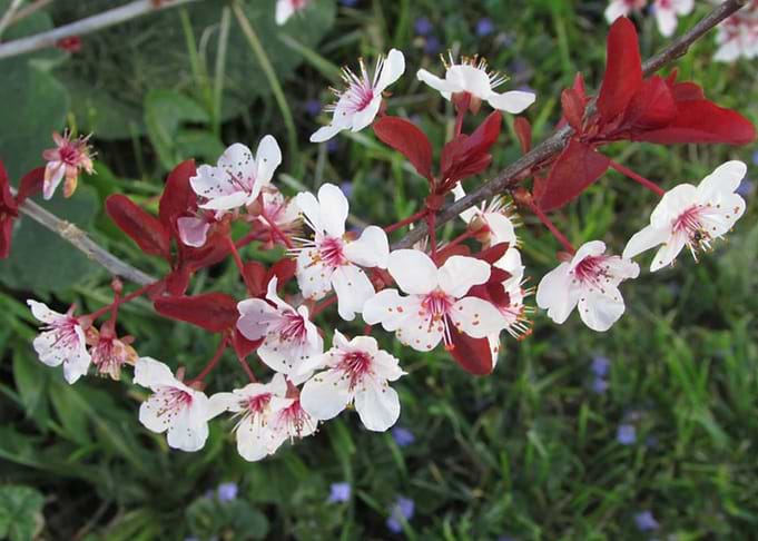Plum Blossoms