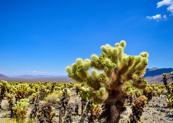 Cactus Garden