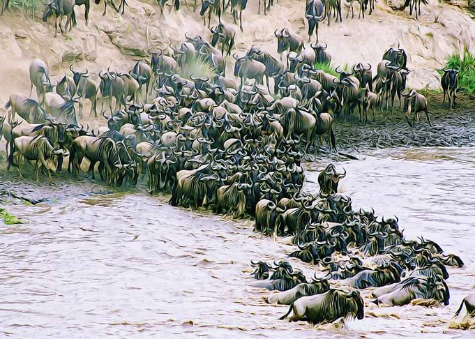Wildebeest Stampede