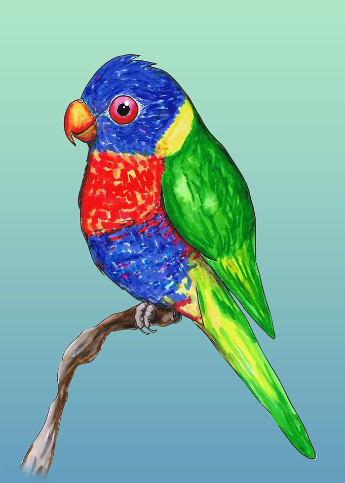 Cute rainbow lorikeet