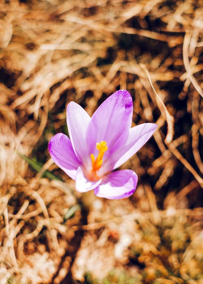 A lonely Crocus