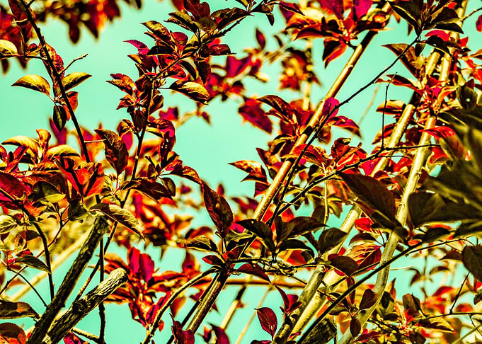 Plum Tree v1