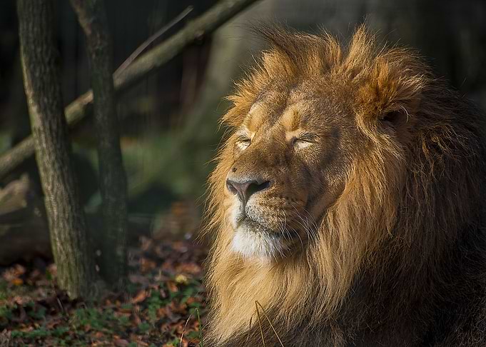 Pride