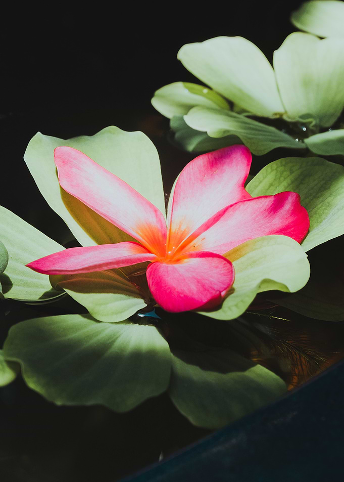 Fallen Plumeria