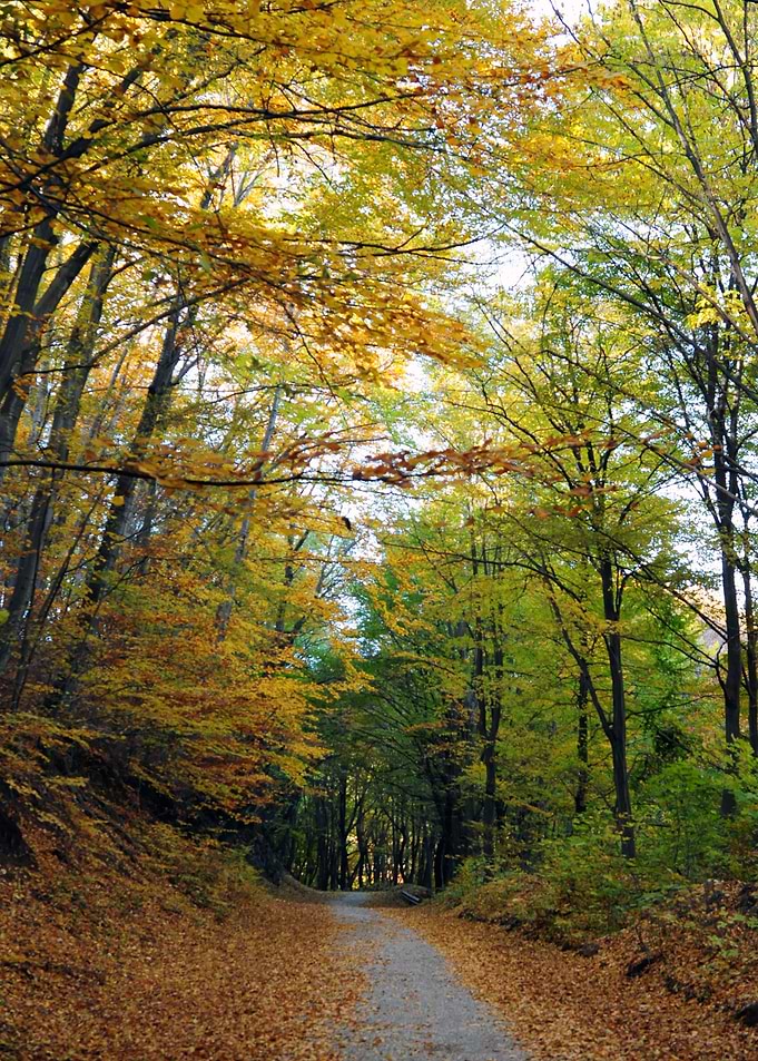The Colours of Autumn