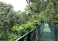 Green Jungle