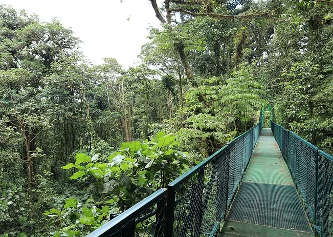 Green Jungle