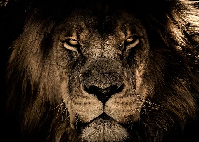 Lion King