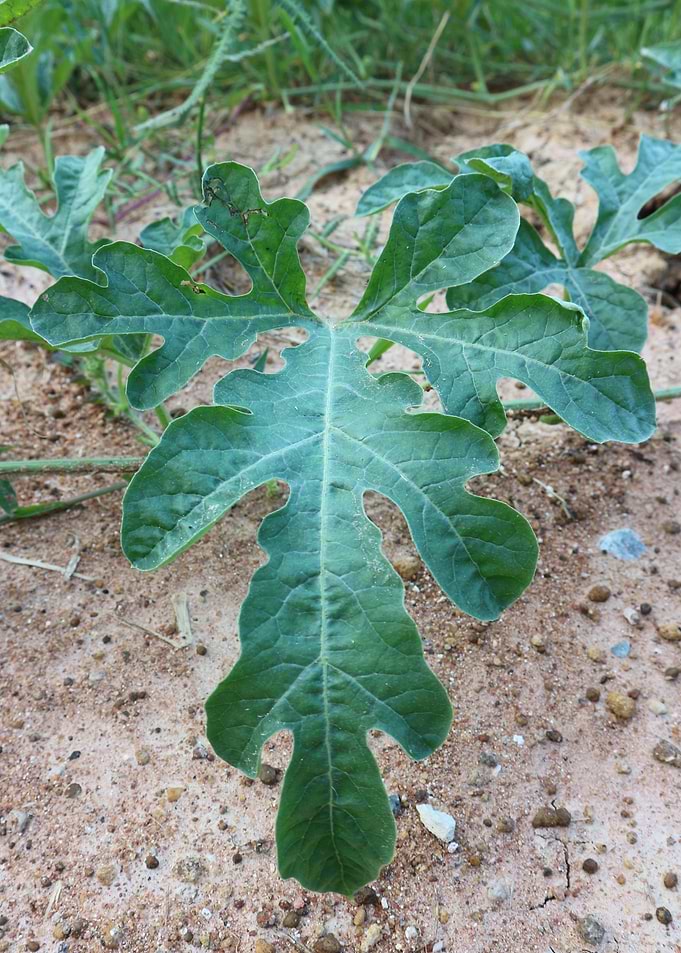 Watermelon leaf