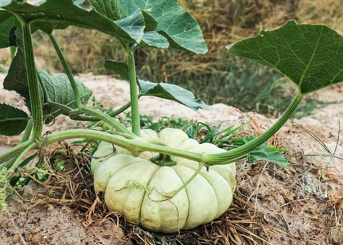 Pumpkin growing
