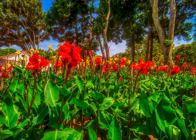 Red flowers