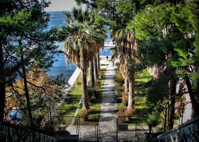 Palm alley