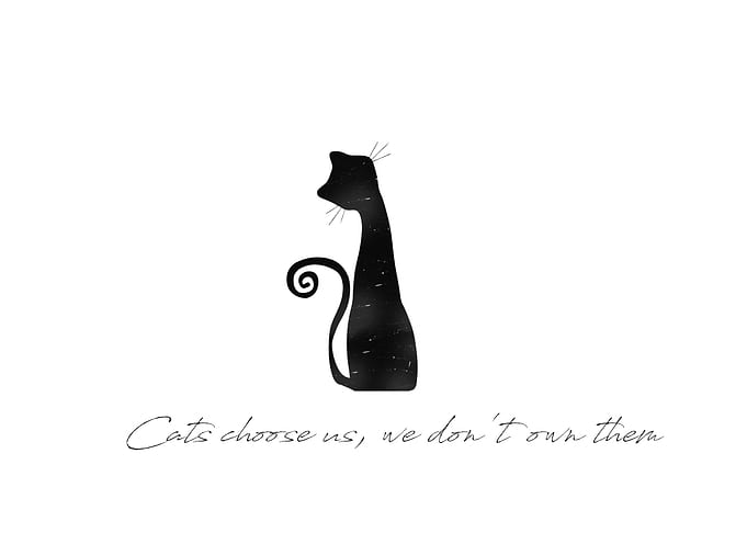 For cat lover
