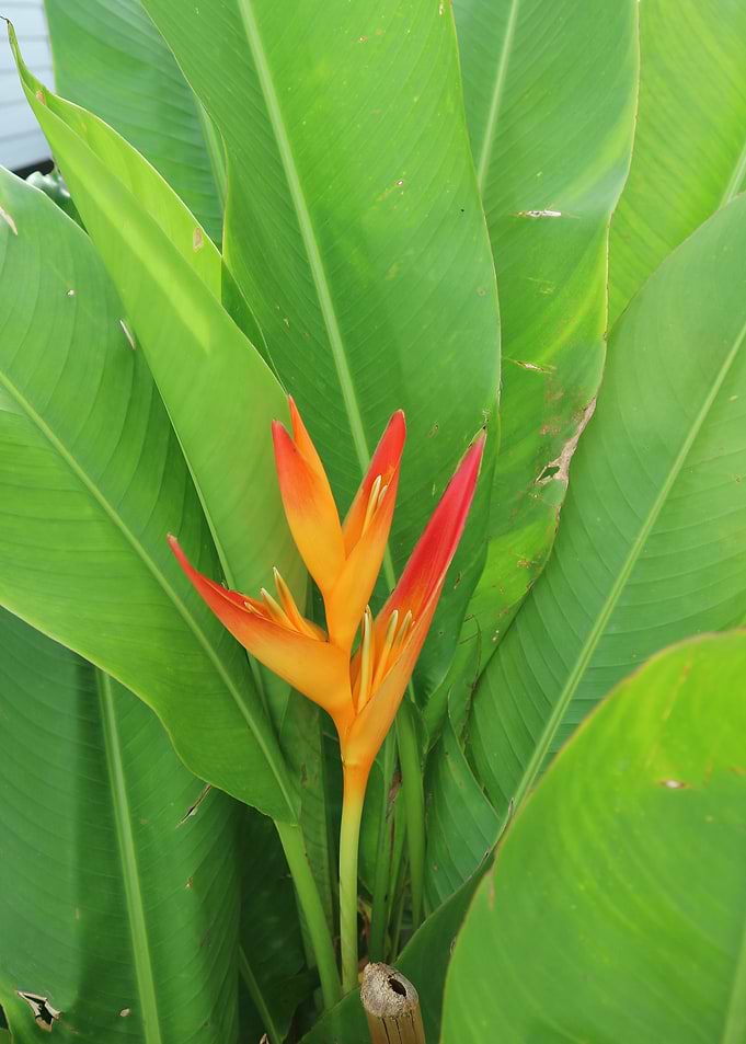 Bird of Paradise