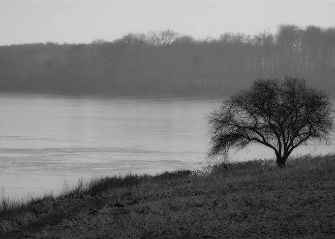 The Fog