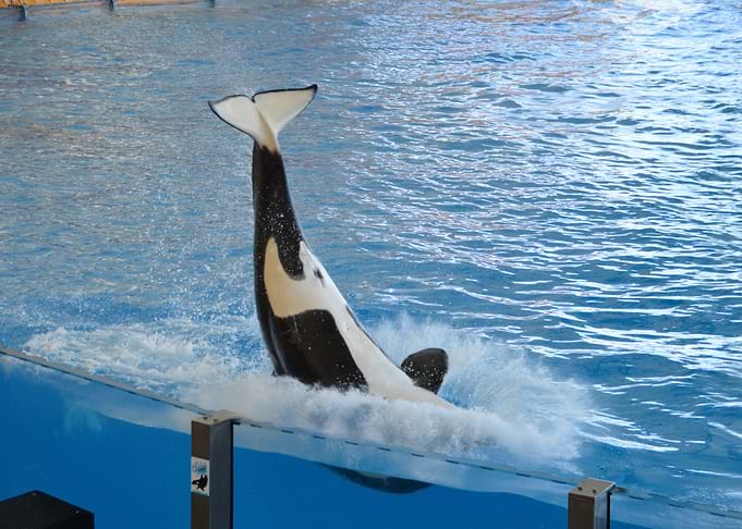 Orca