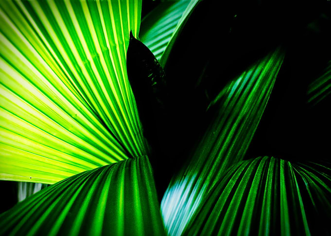 Green leaves