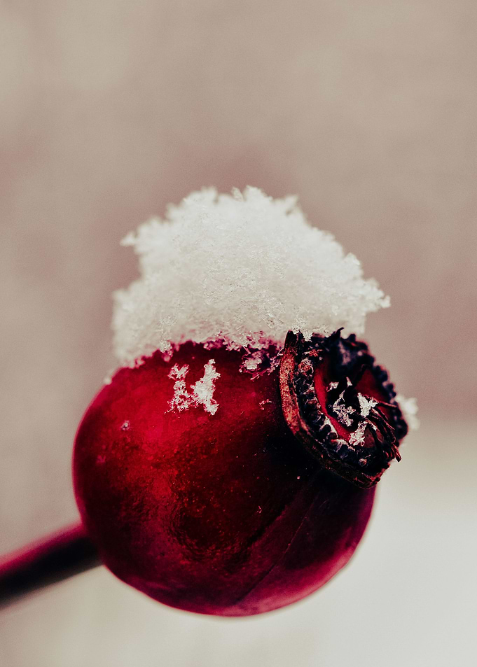 Rosehip in the Winter