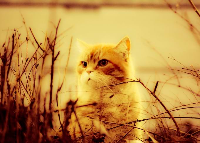The Orange Cat
