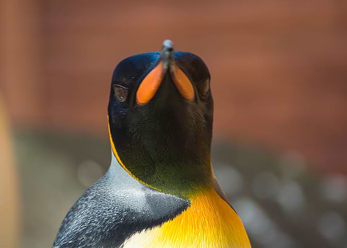Looking at me