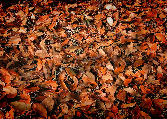 Autumn leaves