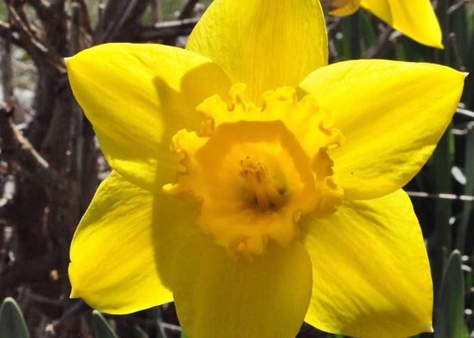 Daffodil
