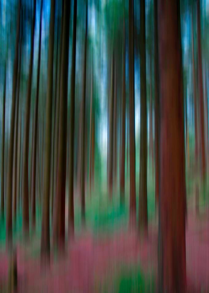 Light Through The Trees
