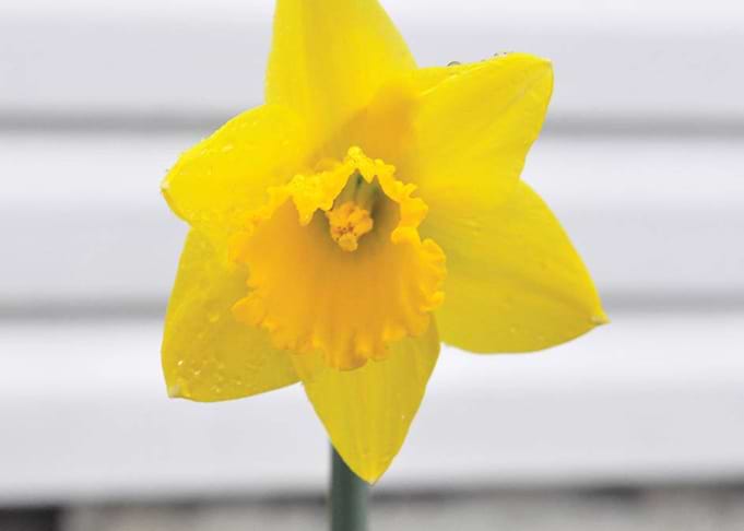 Daffodil