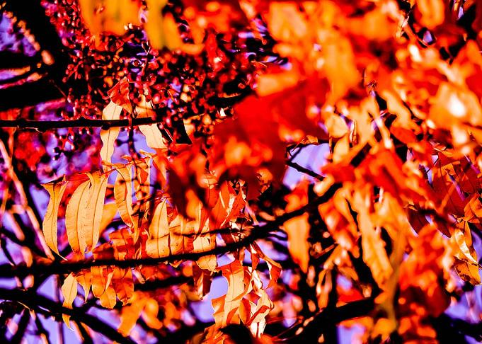 Tree of Heaven v1