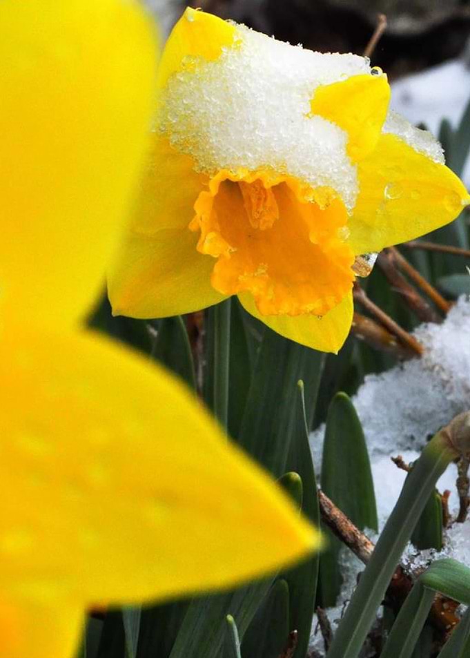 Daffodil