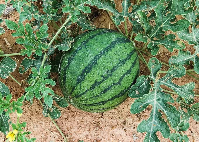 A green big fruit