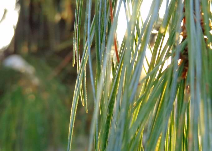 Fresh As Pine