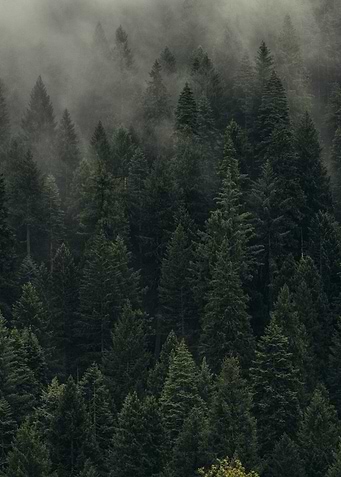 Call of the Forest