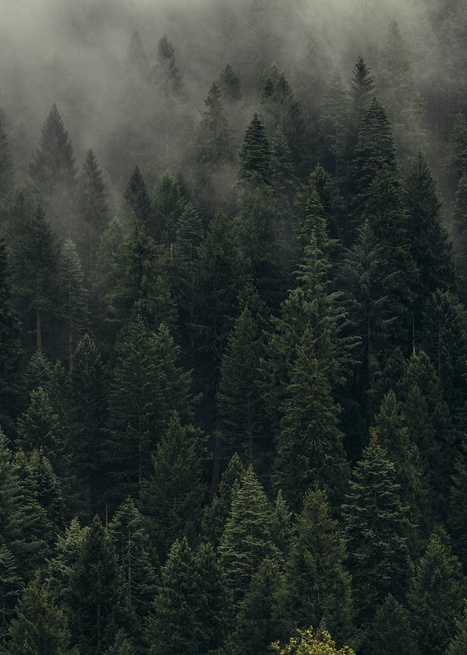 Call of the Forest