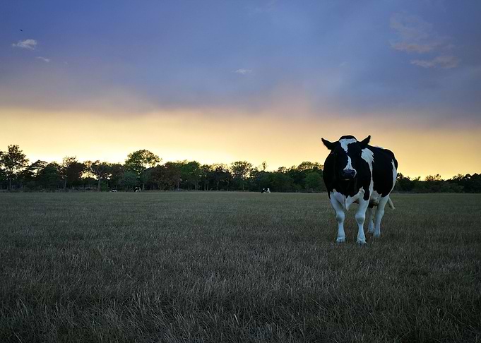 Cow