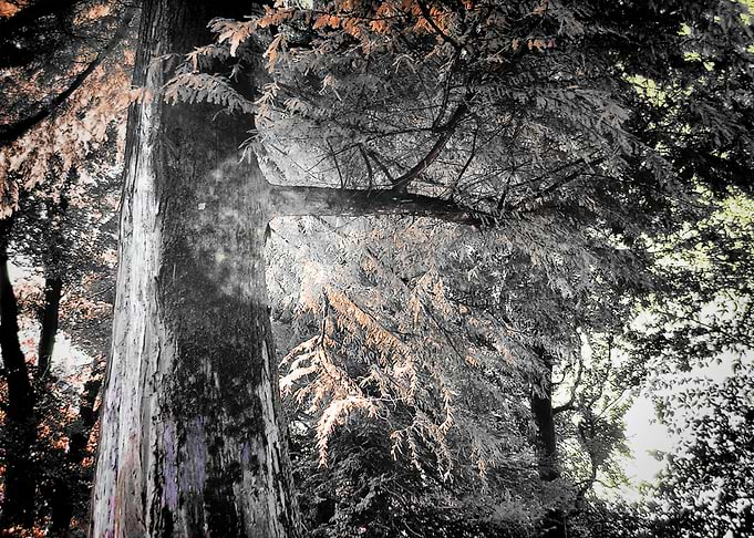 Spirit of the woods
