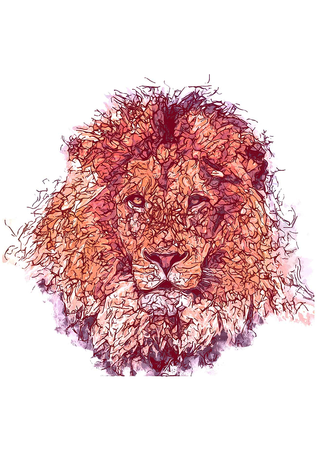 A king lion