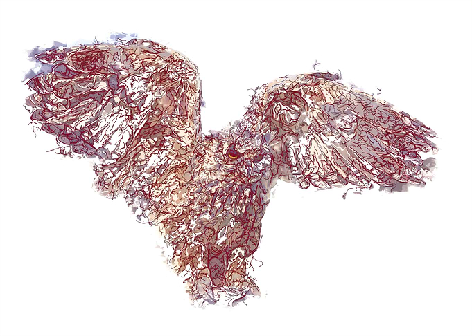 owl flapping wings