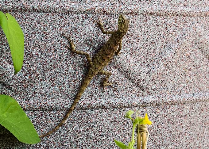 Dragon lizard
