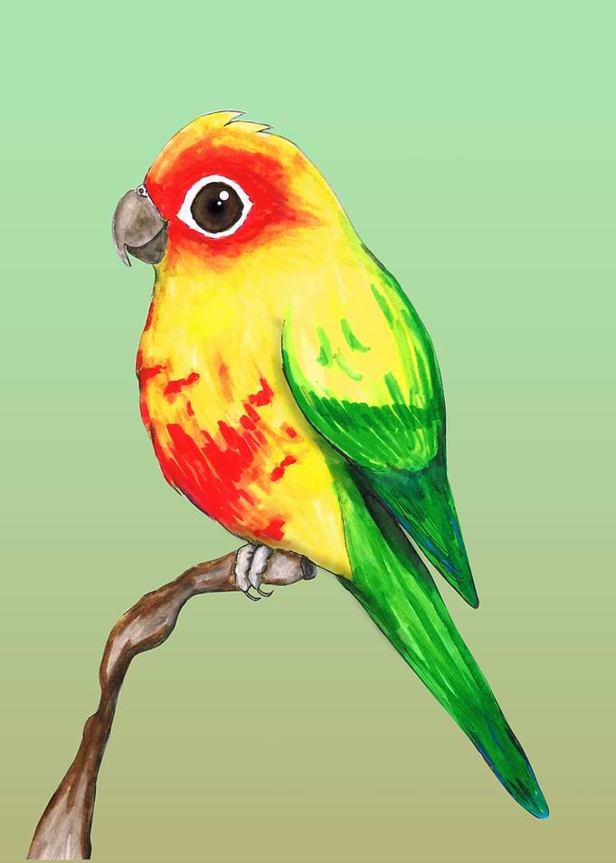 Cute sun conure