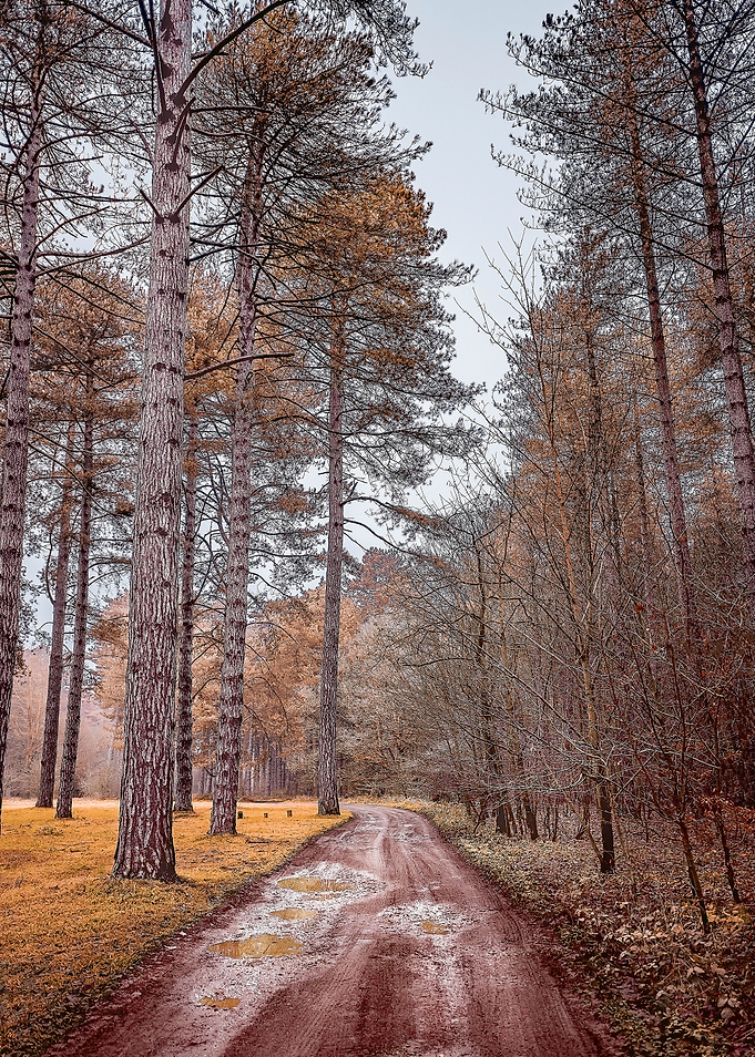 Path in a Woods