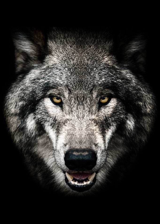wild angry wolf head